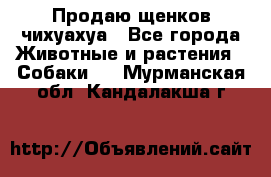 Продаю щенков чихуахуа - Все города Животные и растения » Собаки   . Мурманская обл.,Кандалакша г.